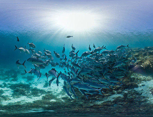 Innovation drives Seychelles blue economy approach